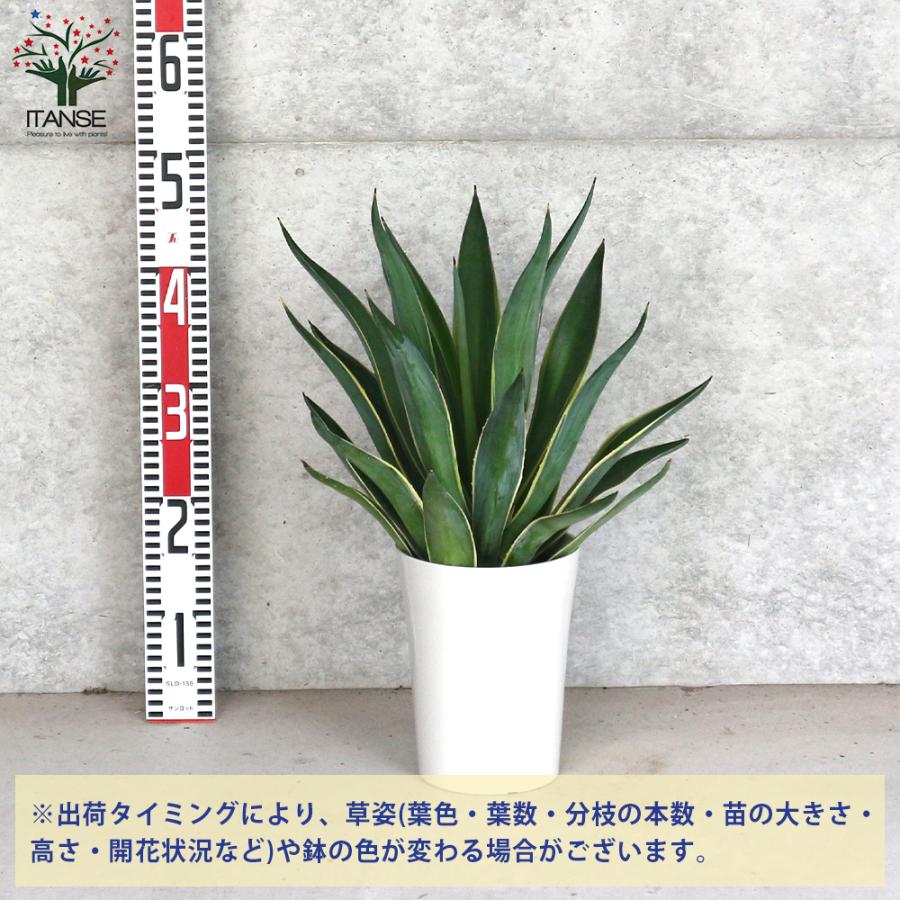 ITANSE アガベ・ベネズエラ バリエガータ ドライガーデン向き ITANSE アガベ・ベネズエラ バリエガータ ドライガーデン向き