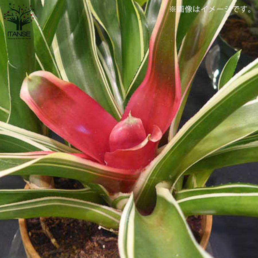 ITANSE ネオレゲリア・ピンクセンセーション 観葉植物 5号鉢 1個売り