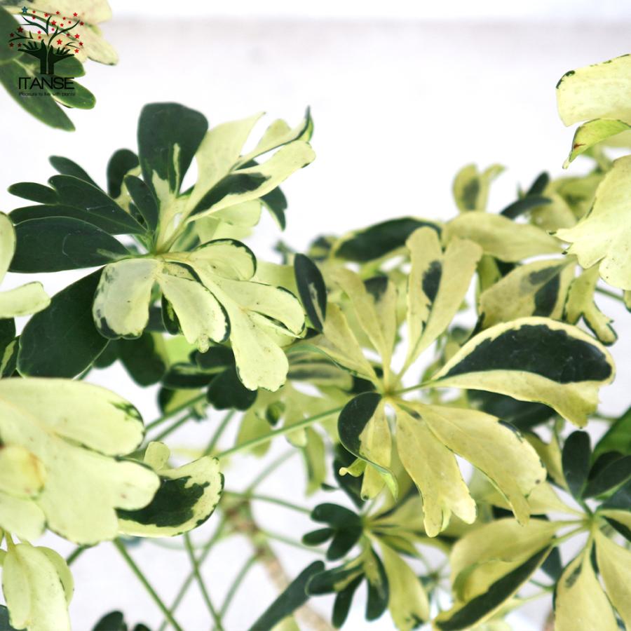 ホンコンカポック レナータ 斑入り品種 リビングやオフィス向きサイズ 観葉植物 5号プラスチック鉢 1個売り 人気 観賞 送料無料 Kan 野菜苗 植物 青果物販売のitanse 通販 Yahoo ショッピング
