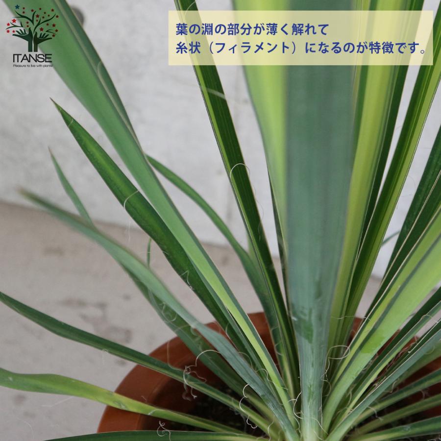ITANSE ユッカ・フィラメントーサ ゴールデンソード(斑入葉