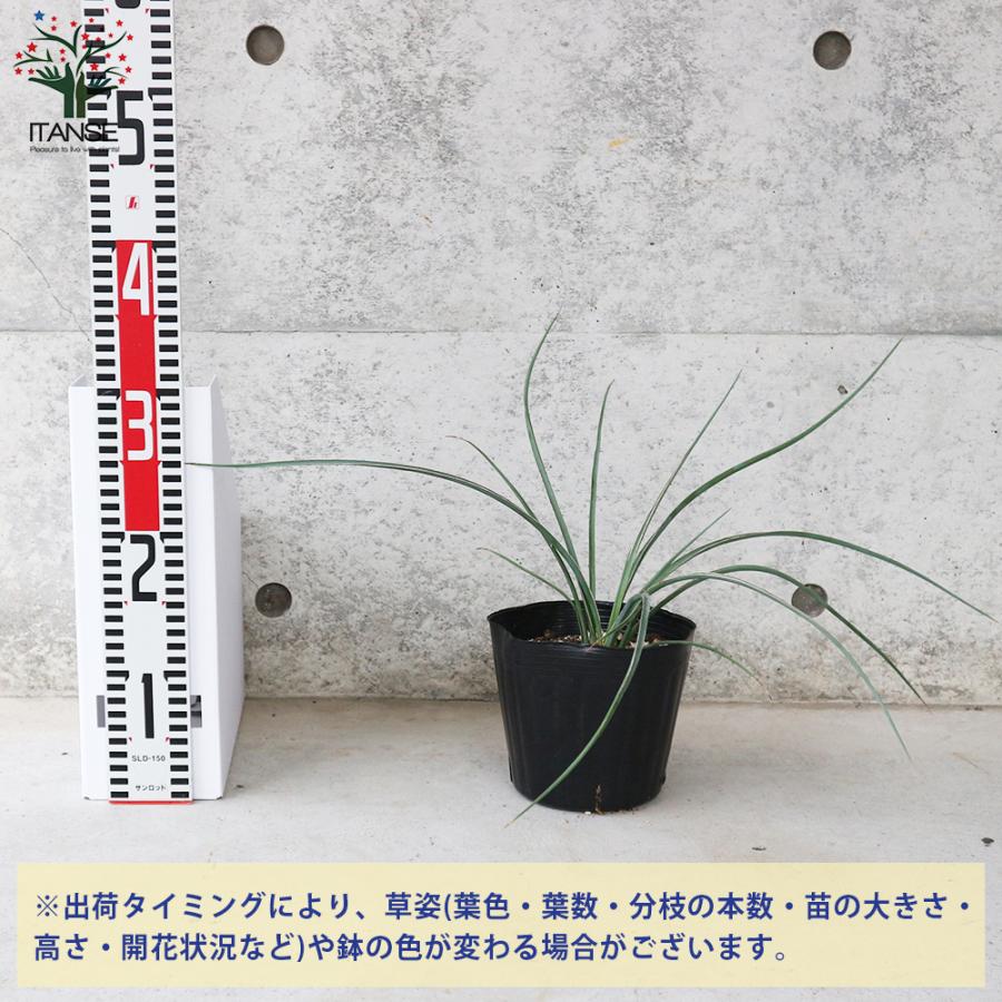 ヘスペラロエ(レッドユッカ)残り２株 ITANSE ヘスペラロエ パルビフローラ(レッドユッカ) 観葉植物 5号