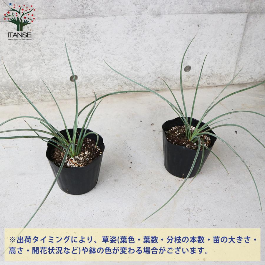 ヘスペラロエ(レッドユッカ)残り２株 ITANSE ヘスペラロエ パルビフローラ(レッドユッカ) 観葉植物 5号