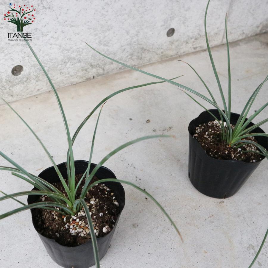 ITANSE ヘスペラロエ パルビフローラ(レッドユッカ) 観葉植物 5号