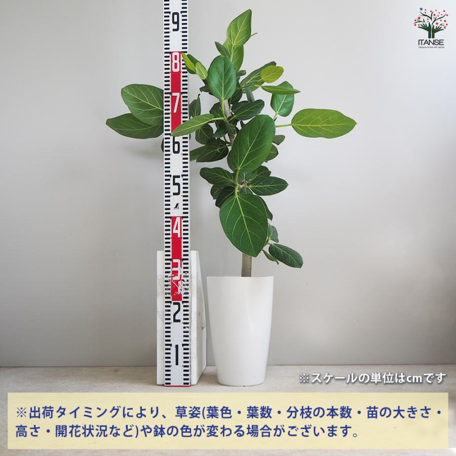 ITANSE フィカス ベンガレンシス 観葉植物 リビングやオフィス