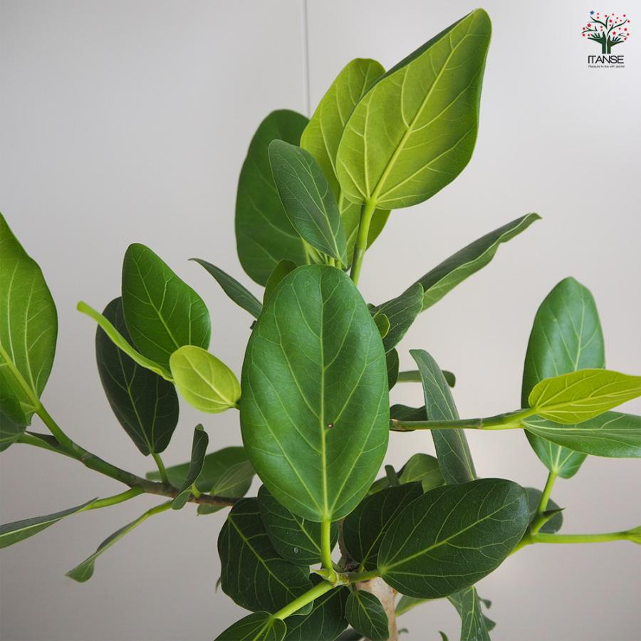 人気 ☆希少 値上がり 大人 ベンガレンシス おしゃれ室内 インテリア 鉢付き 楽天市場】フィカス ベンガレンシス S字仕立て ベンガルゴムの木