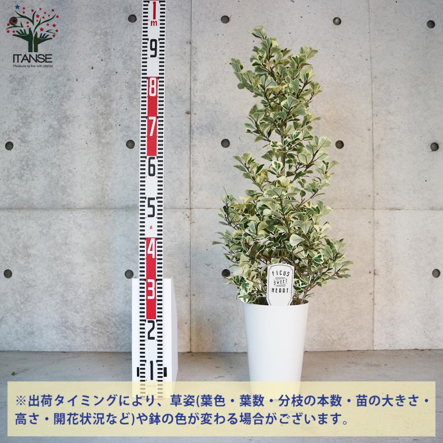ITANSE フィカス・トライアンギュラリス・スイートハート 観葉植物 7号