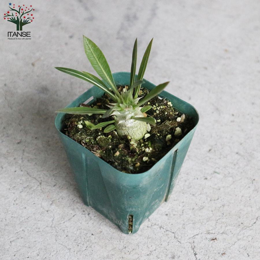 ITANSE パキポディウム ホロンベンセ 観葉植物 塊根植物・珍奇植物