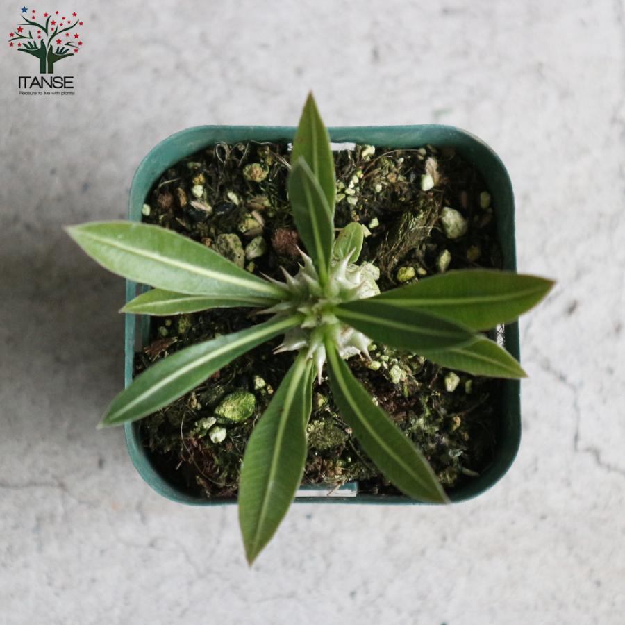 ITANSE パキポディウム ホロンベンセ 観葉植物 塊根植物・珍奇 ITANSE パキポディウム ホロンベンセ 観葉植物 塊根植物・珍奇