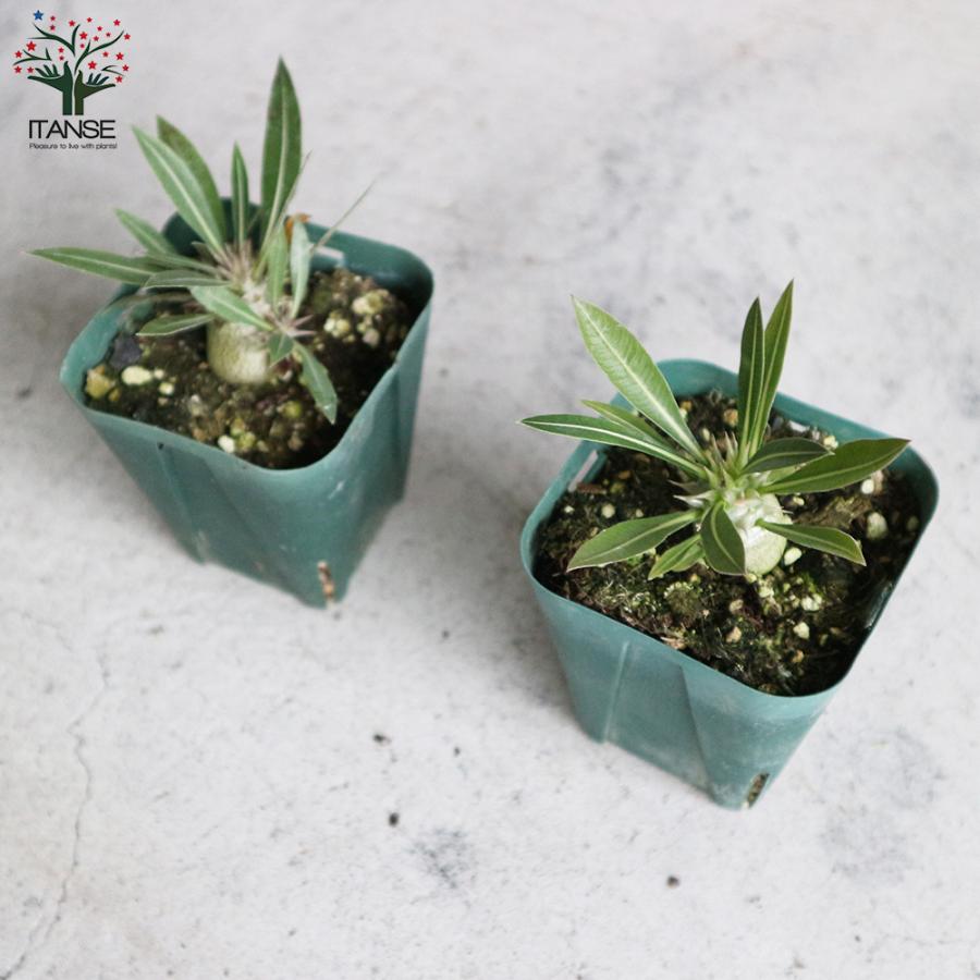 パキポディウム ホロンベンセ 現地球 塊根植物 ITANSE パキポディウム ホロンベンセ 観葉植物 塊根植物・珍奇植物