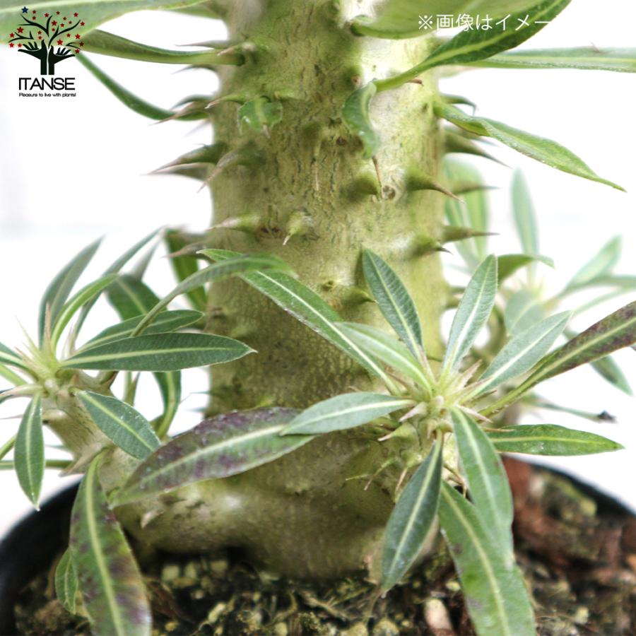 ITANSE パキポディウム ホロンベンセ 観葉植物 塊根植物・珍奇植物