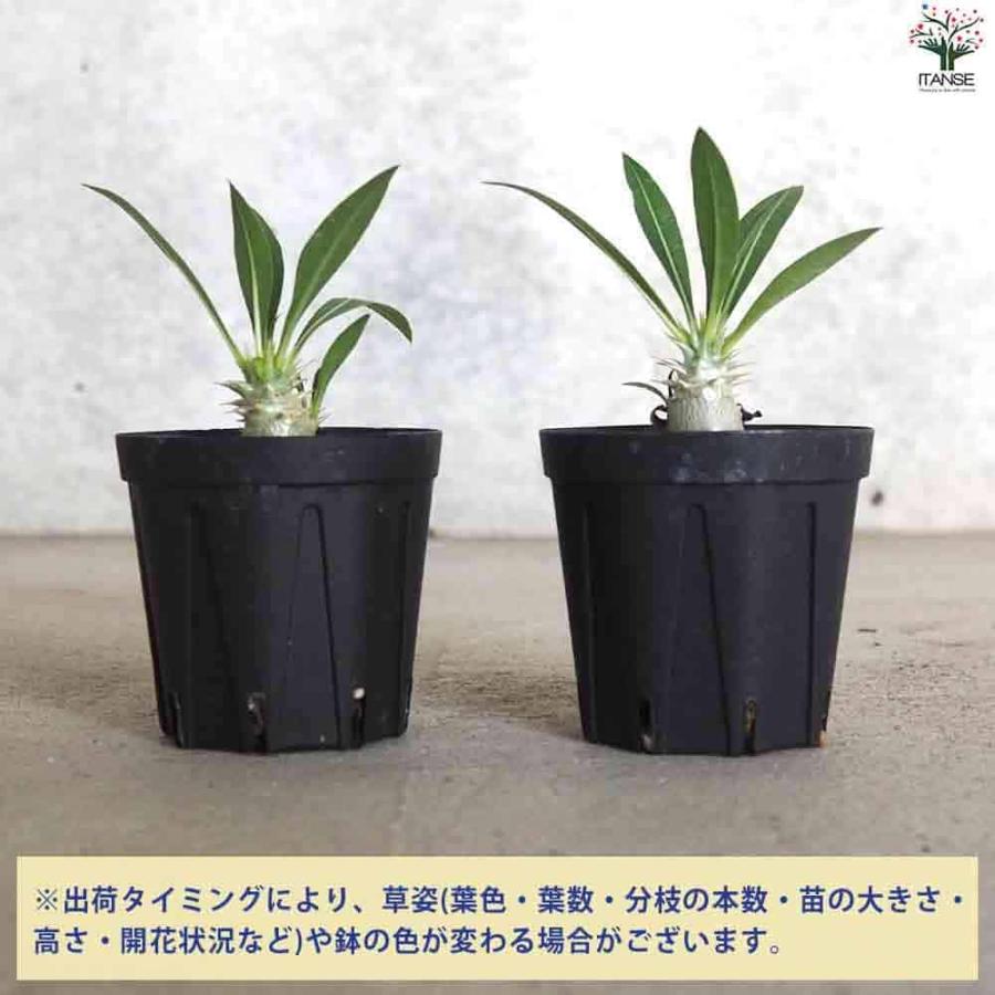 ITANSE パキポディウム ホロンベンセ 観葉植物 塊根植物・珍奇植物