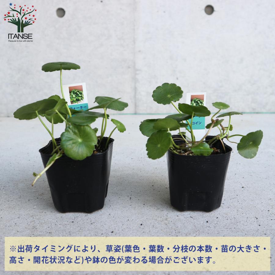 4円 新品 正規品 食虫植物 ハエ取草 5cmポット 1個 鉢
