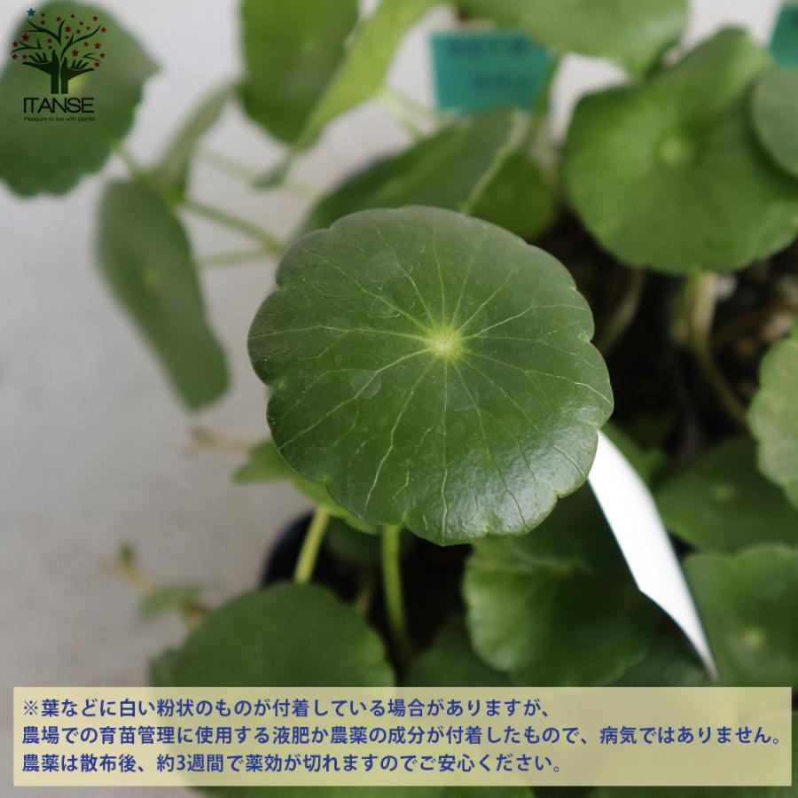 ITANSE 楽しみ方色々！水生植物の苗 ウォーターコイン 観葉植物 水草