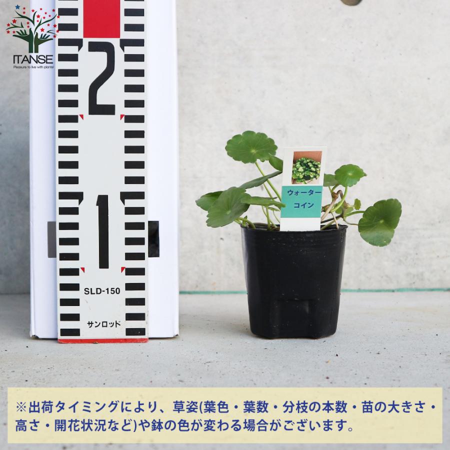ITANSE 楽しみ方色々！水生植物の苗 ウォーターコイン 観葉植物 水草