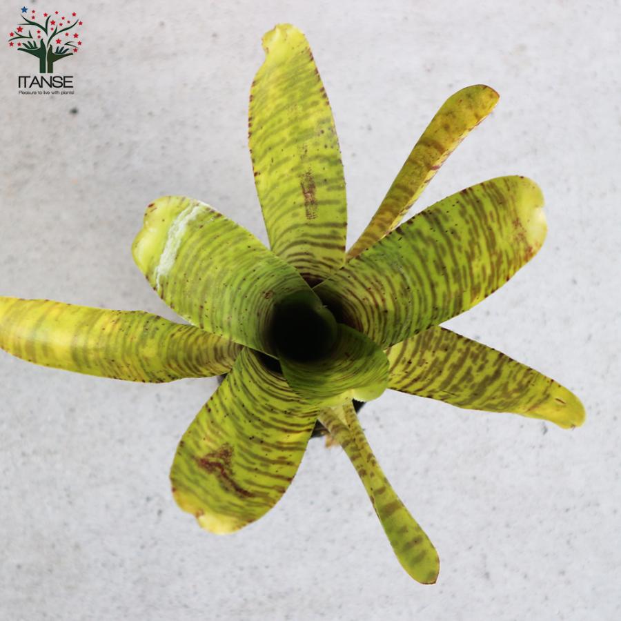 ネオレゲリア イエローゼブラ 観葉植物 熱帯植物 2号ポット 1個売り 人気 観葉植物 おしゃれ インテリア 観賞 送料無料 Kan 野菜苗 植物 青果物販売のitanse 通販 Yahoo ショッピング