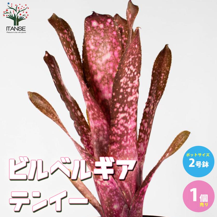 ビルベルギア テンイー 観葉植物 熱帯植物 2号ポット 1個売り 人気 観葉植物 おしゃれ インテリア 観賞 送料無料 Kan 野菜苗 植物 青果物販売のitanse 通販 Yahoo ショッピング