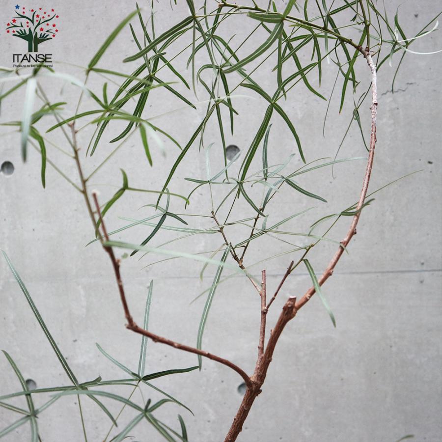 ボトルツリーの商品一覧 通販 Yahoo ショッピング