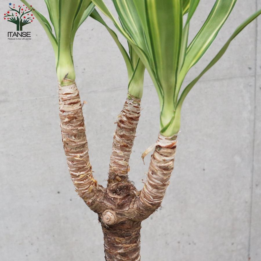 ITANSE 斑入りユッカ (青年の木) 観葉植物 大型 8号 Lサイズ