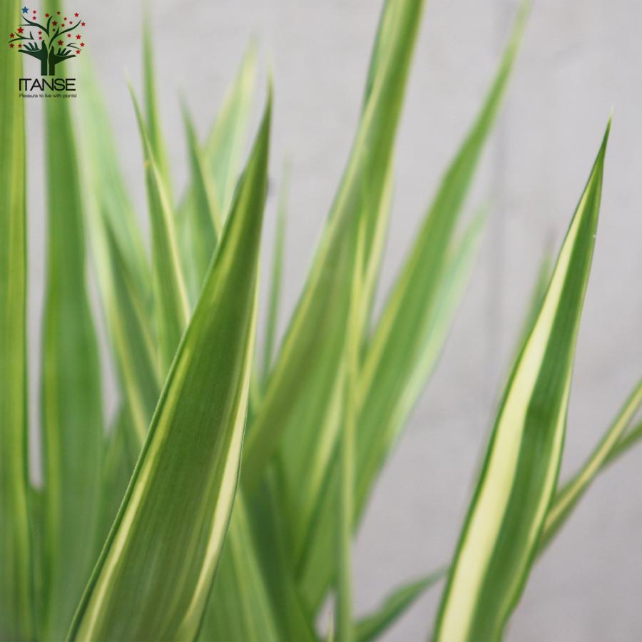ITANSE 斑入りユッカ (青年の木) 観葉植物 大型 8号 Lサイズ