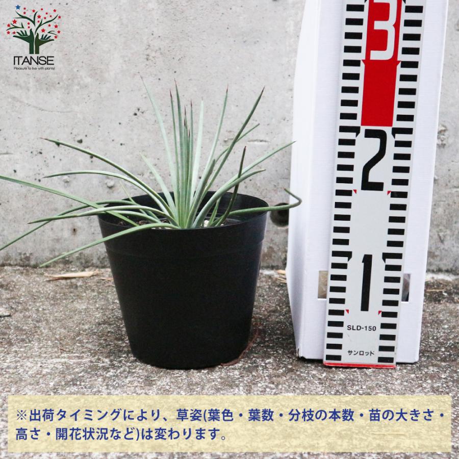 アガベ ストリクタ 観葉植物 多肉植物 5号鉢 1個売り インテリア オブジェ 新生活 プレゼント 贈答 送料無料 サボテン 多肉植物 Canipec Org Mx