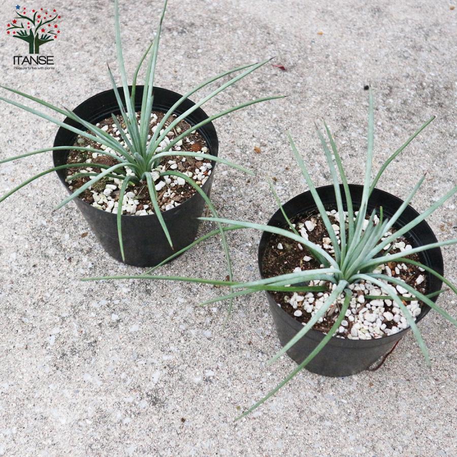 ITANSE アガベ ストリクタ 観葉植物 多肉植物 5号鉢 1個売り 