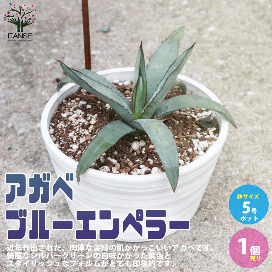 アガベ ブルーエンペラー 観葉植物 多肉植物 5号鉢 1個売り インテリア オブジェ 新生活 プレゼント 贈答 送料無料 Kan 野菜苗 植物 青果物販売のitanse 通販 Yahoo ショッピング