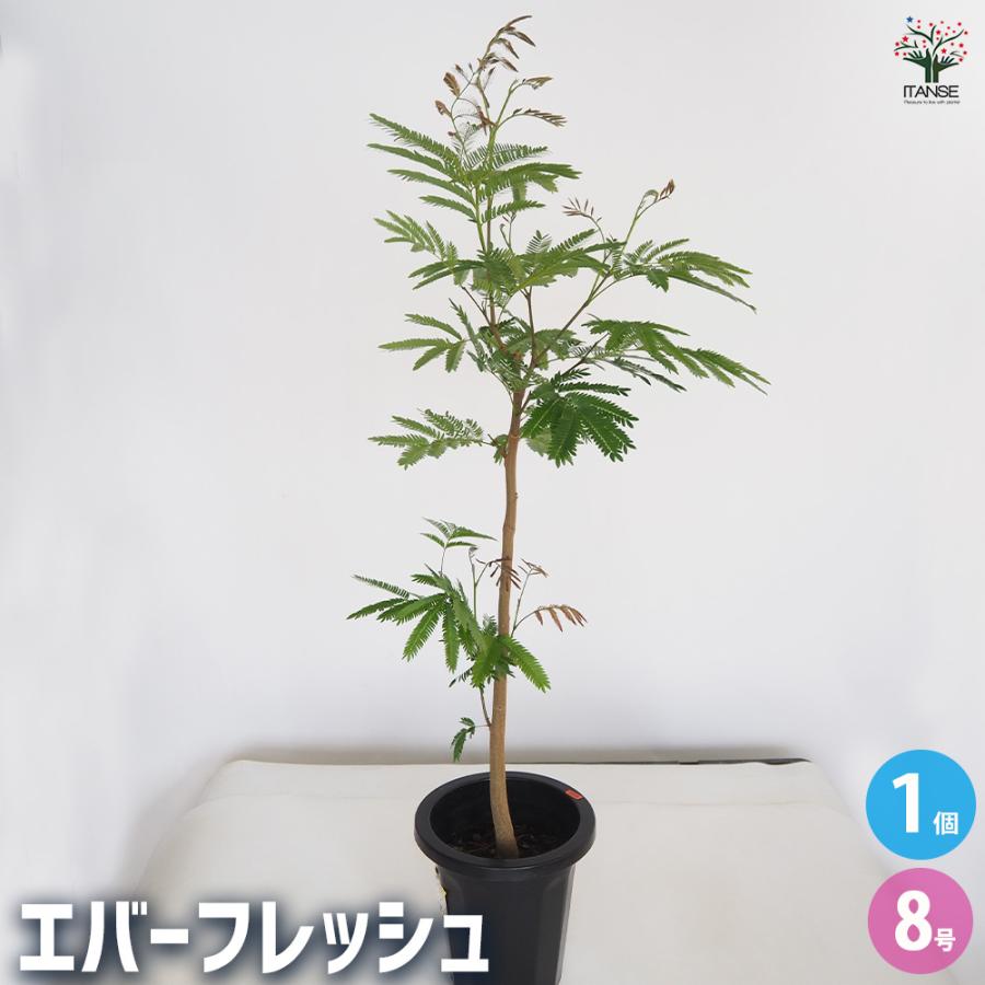 ITANSE エバーフレッシュ (アカサヤネムノキ) 観葉植物 大型 8号