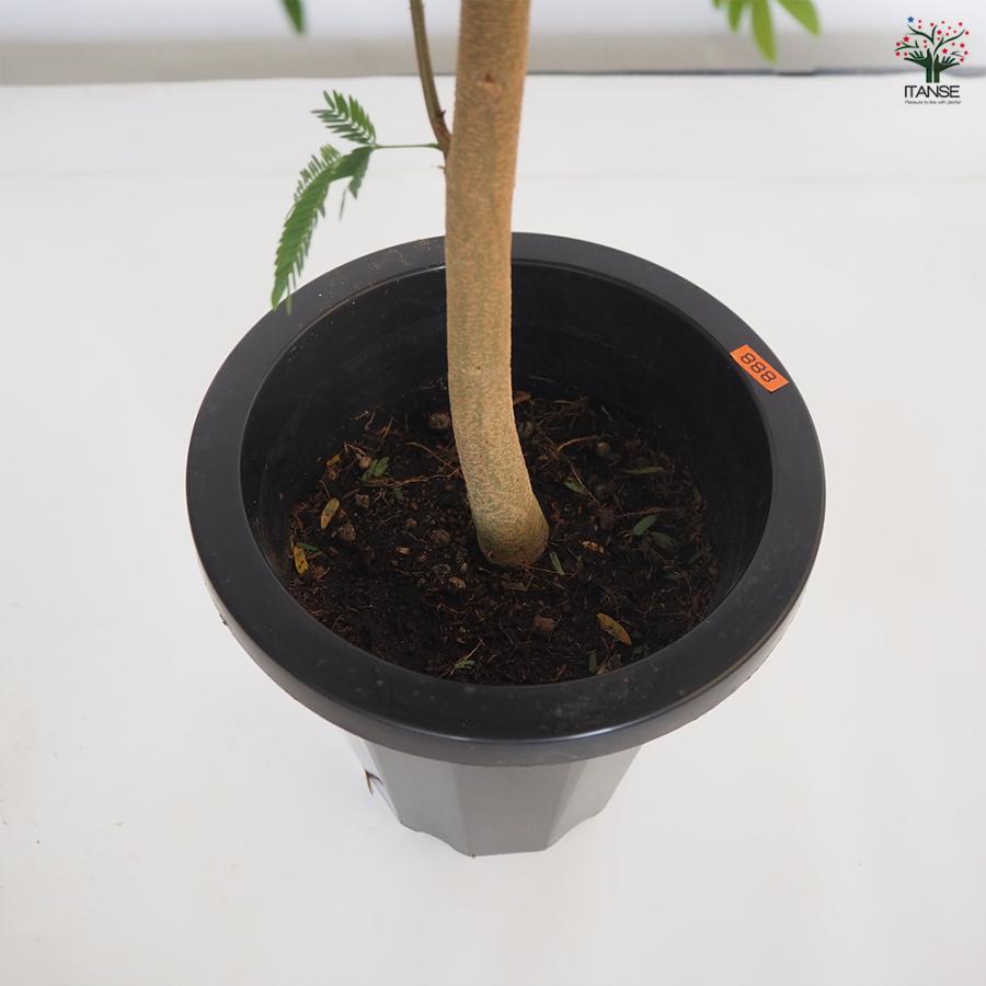 ITANSE エバーフレッシュ (アカサヤネムノキ) 観葉植物 大型 8号