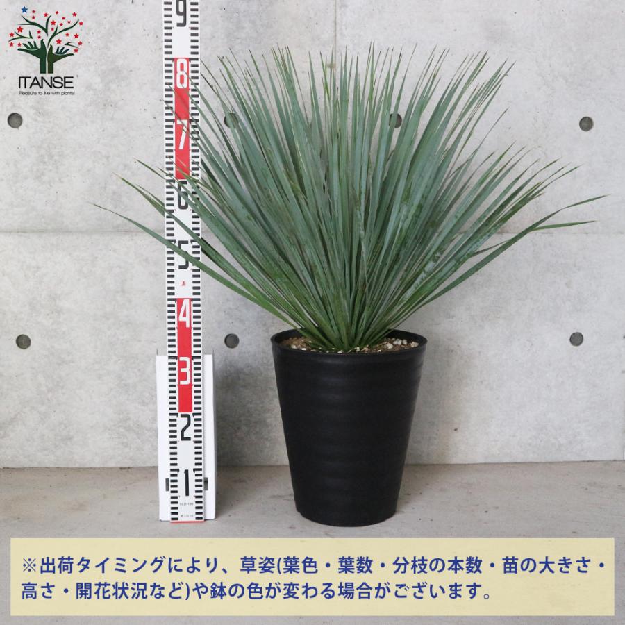 ITANSE ユッカ ・ロストラータ 観葉植物 10号鉢：リビングやオフィス