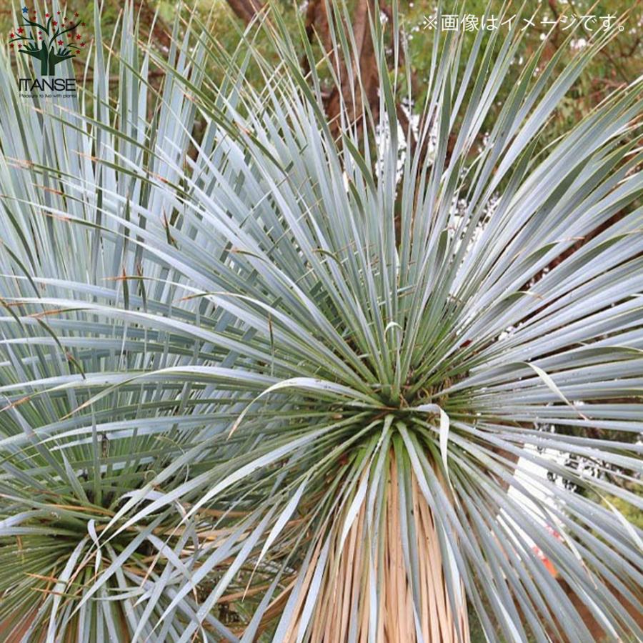 ITANSE ユッカ ・ロストラータ 観葉植物 10号鉢：リビングやオフィス