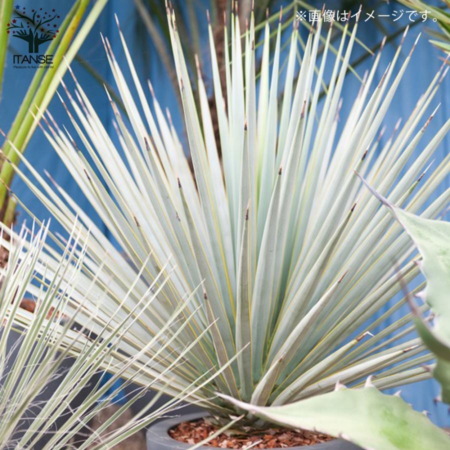 ITANSE ユッカ リギダ 観葉植物 8号プラスチック鉢:リビングや ITANSE ユッカ リギダ 観葉植物 8号プラスチック鉢:リビングや