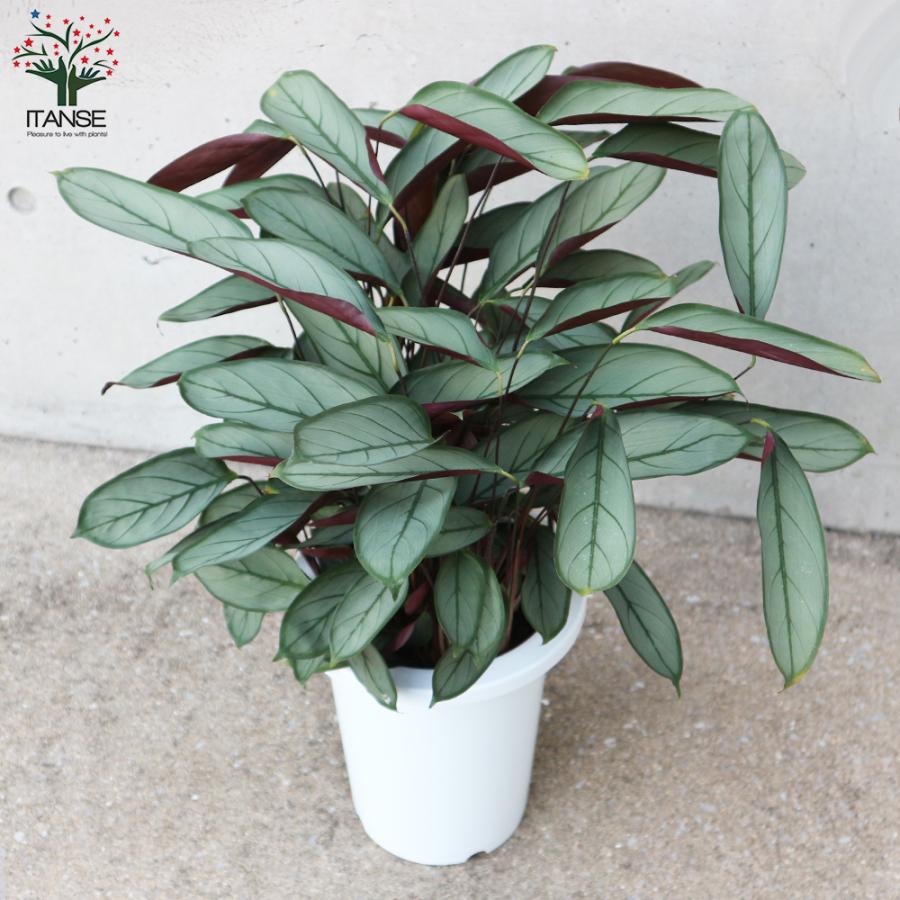 455円 5 Off カラテア ドッティ 観葉植物 4号鉢 インテリア おしゃれ