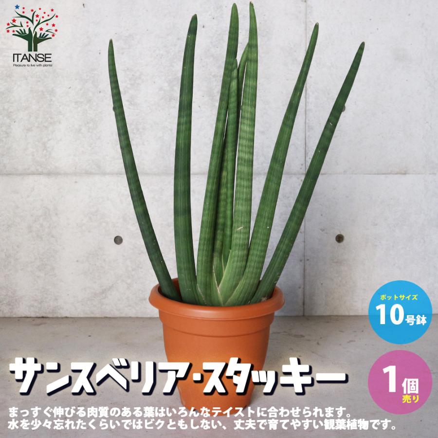 サンスベリア スタッキー 観葉植物 10号プラスチック鉢 リビングやオフィス向きサイズ 1個売り 人気 インテリア 観賞 送料無料 Kan 野菜苗 植物 青果物販売のitanse 通販 Yahoo ショッピング