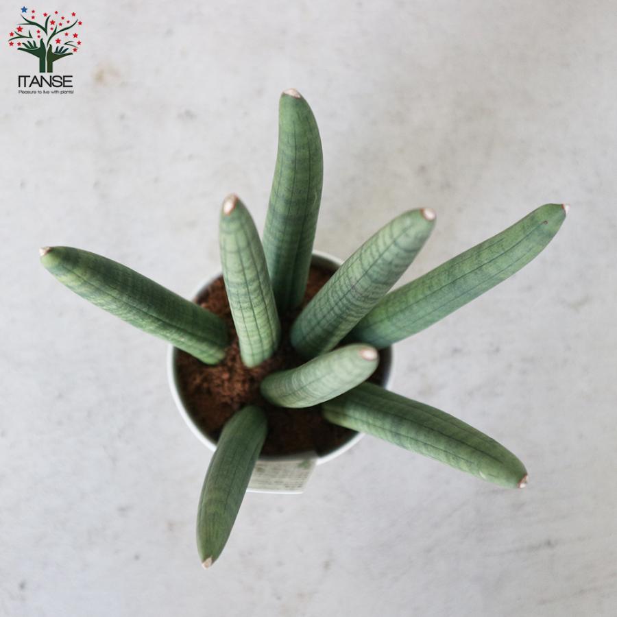 サンスベリア スタッキー 観葉植物 4号プラスチック鉢:リビングやオフィス向きサイズ 1個売り 人気 インテリア 観賞 送料無料 :kan00196:野菜苗・植物・青果物販売のITANSE - 通販 - Yahoo!ショッピング サンスベリア スタッキー 観葉植物 4号プラスチック鉢:リビングやオフィス向きサイズ 1個売り 人気 インテリア 観賞 送料無料 :kan00196:野菜苗・植物・青果物販売のITANSE - 通販 - Yahoo!ショッピング