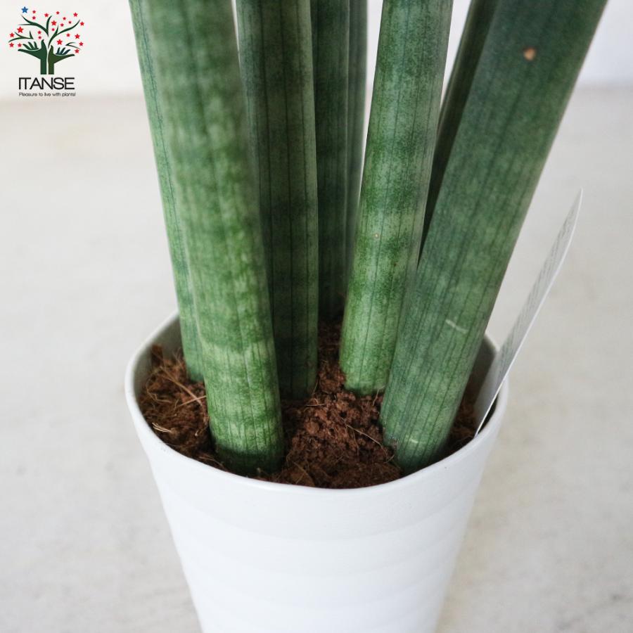 セール サンスベリア スタッキー 4号プラスチック鉢学名 Www Tonna Com