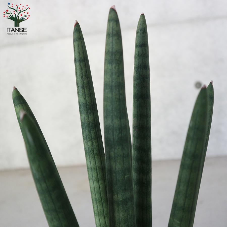 セール サンスベリア スタッキー 4号プラスチック鉢学名 Www Tonna Com