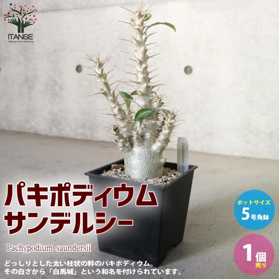パキポディウム サンデルシー 白馬城 観葉植物 塊根植物 珍奇植物 多肉植物 5号角鉢 1個売り 送料無料 Kan 野菜苗 植物 青果物販売のitanse 通販 Yahoo ショッピング