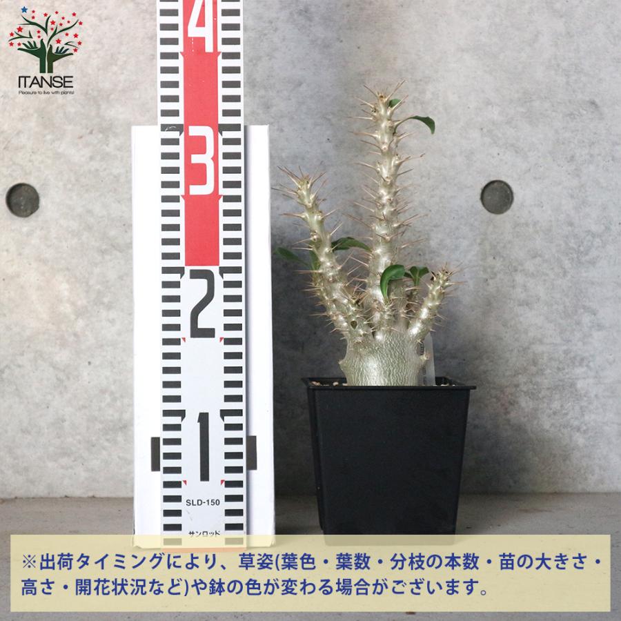 ITANSE パキポディウム サンデルシー(白馬城) 観葉植物 塊根植物/珍奇