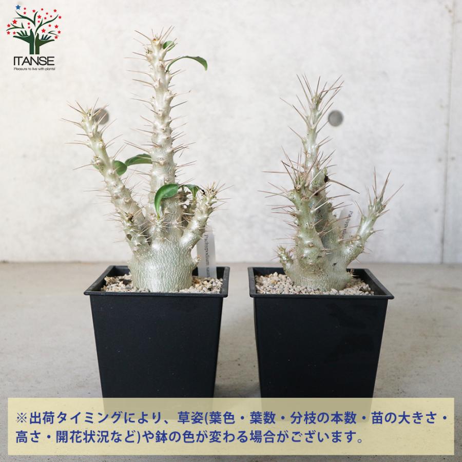 パキポディウム サンデルシー 白馬城 観葉植物 塊根植物 珍奇植物 多肉植物 5号角鉢 1個売り 送料無料 Kan 野菜苗 植物 青果物販売のitanse 通販 Yahoo ショッピング