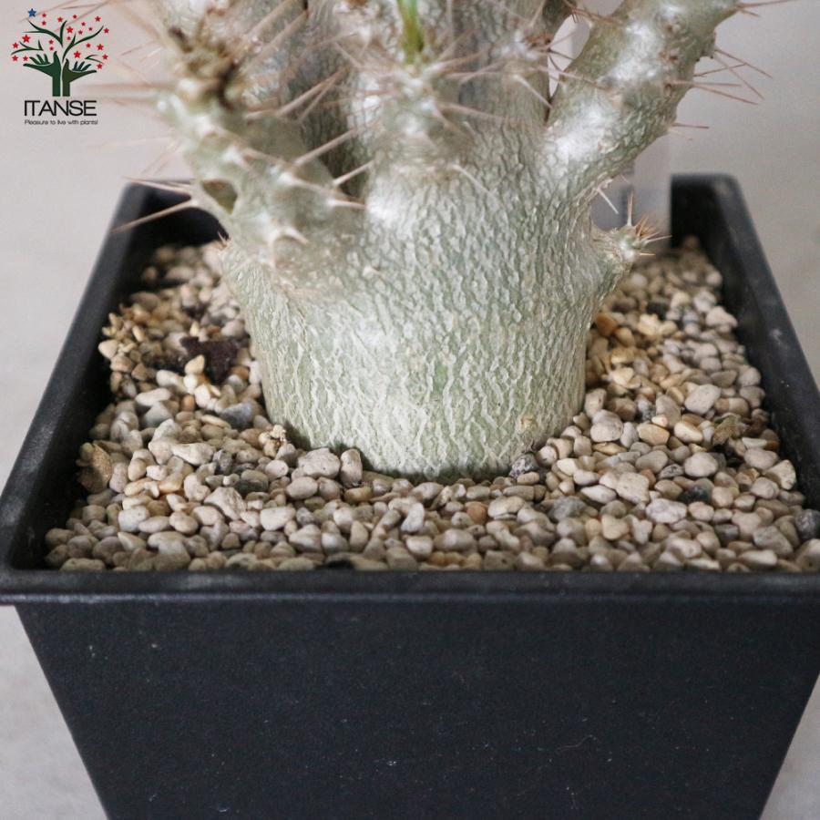 ITANSE パキポディウム サンデルシー(白馬城) 観葉植物 塊根植物/珍奇