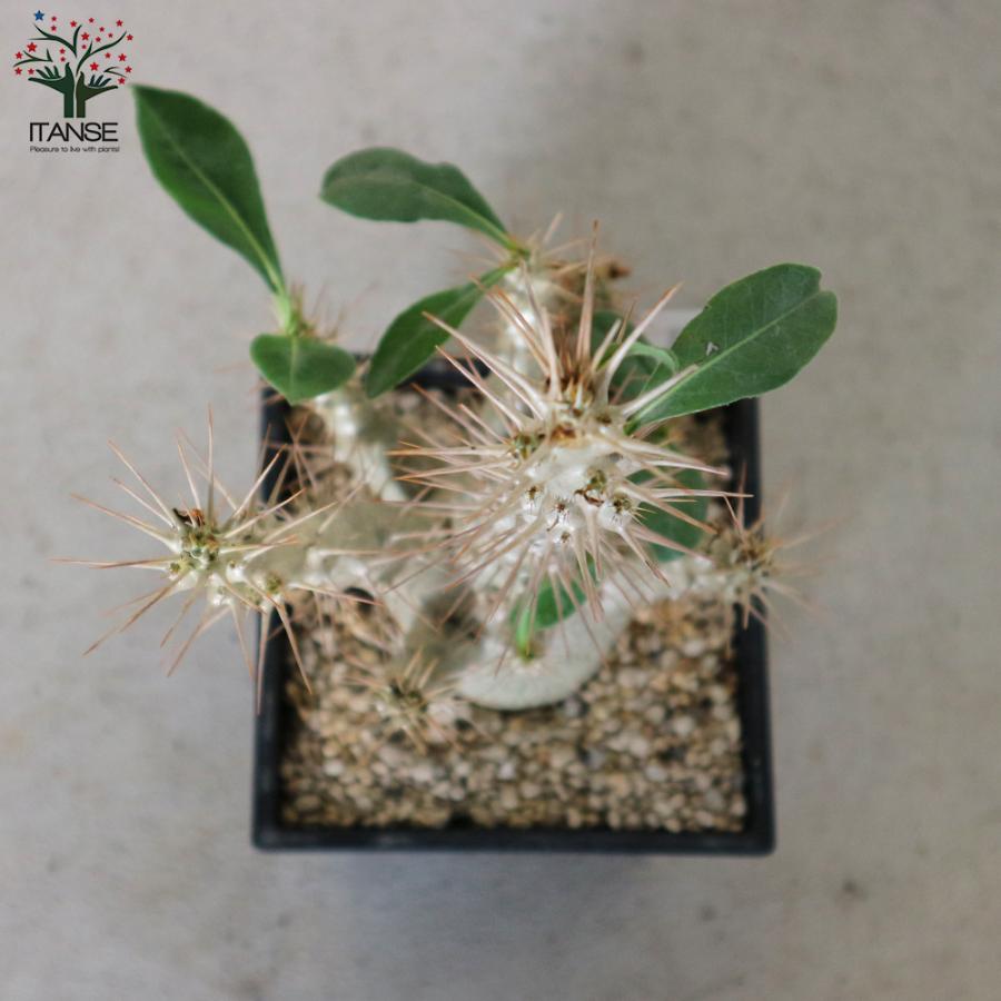 ITANSE パキポディウム サンデルシー(白馬城) 観葉植物 塊根植物/珍奇
