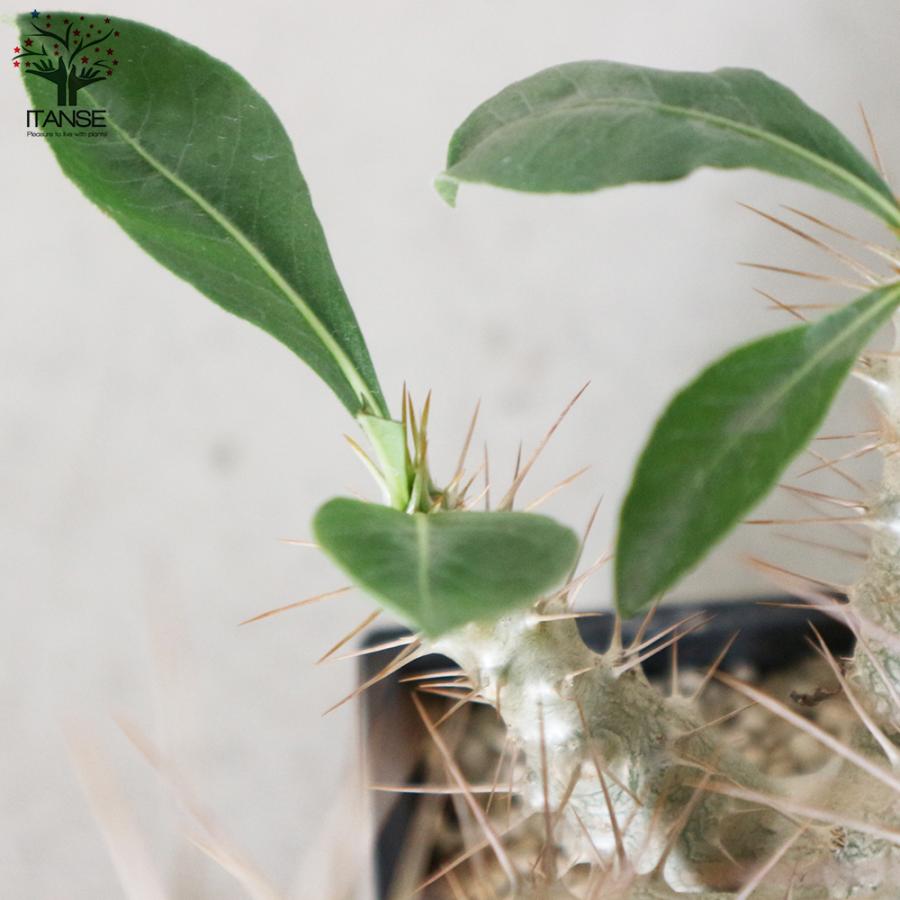 ITANSE パキポディウム サンデルシー(白馬城) 観葉植物 塊根植物/珍奇