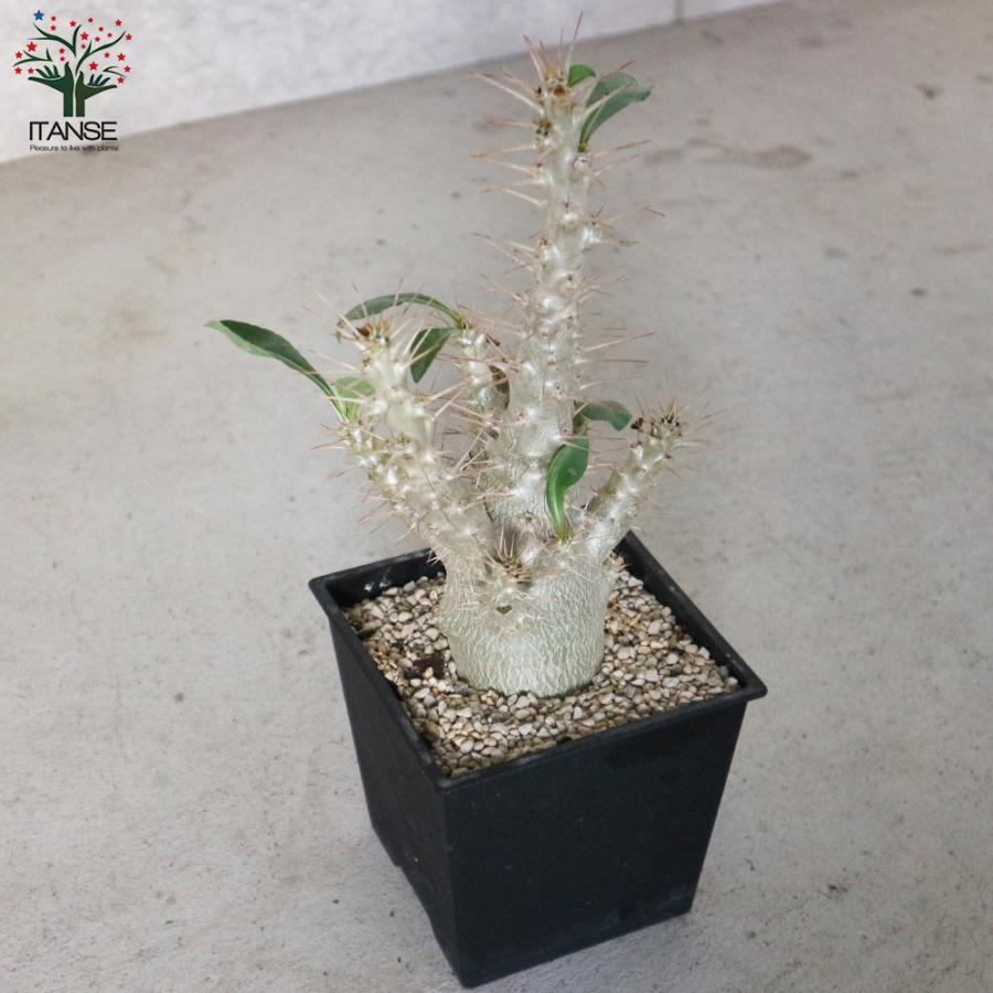 ITANSE パキポディウム サンデルシー(白馬城) 観葉植物 塊根植物/珍奇