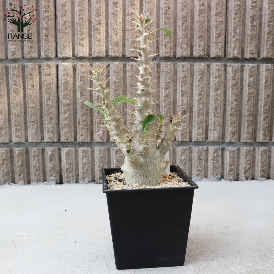 ITANSE パキポディウム サンデルシー(白馬城) 観葉植物 塊根植物/珍奇