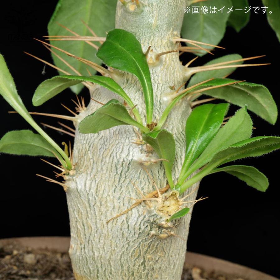 ITANSE パキポディウム サンデルシー(白馬城) 観葉植物 塊根植物/珍奇