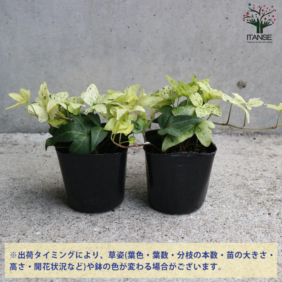 ヘデラ ヘリックス 白雪姫 観葉植物 3号ポット 1個売り 人気 観葉植物 おしゃれ インテリア 観賞 送料無料 Kan000 野菜苗 植物 青果物販売のitanse 通販 Yahoo ショッピング