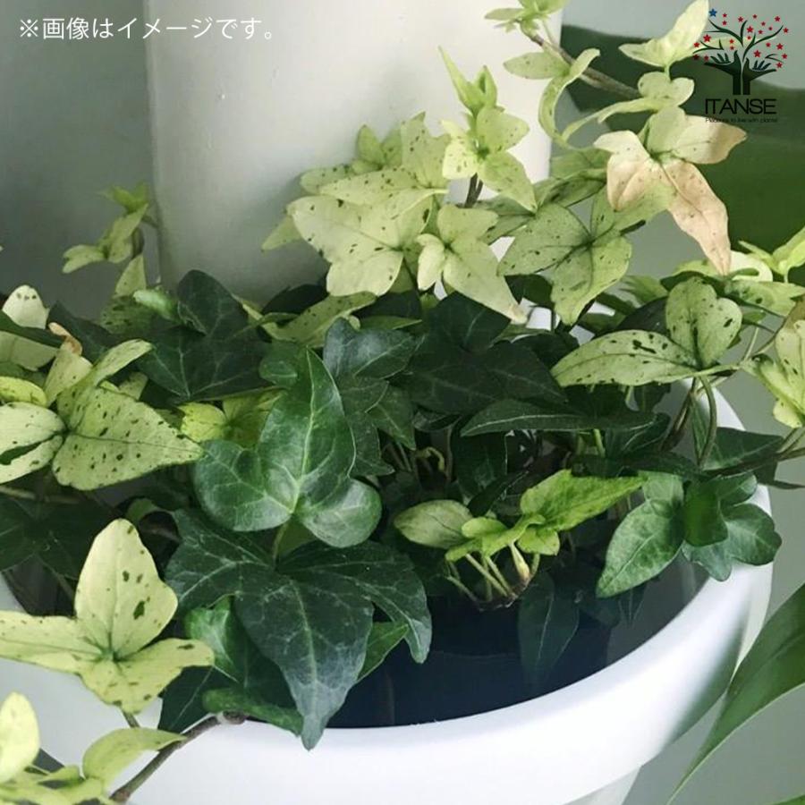ヘデラ ヘリックス 白雪姫 観葉植物 3号ポット 1個売り 人気 観葉植物 おしゃれ インテリア 観賞 送料無料 Kan000 野菜苗 植物 青果物販売のitanse 通販 Yahoo ショッピング