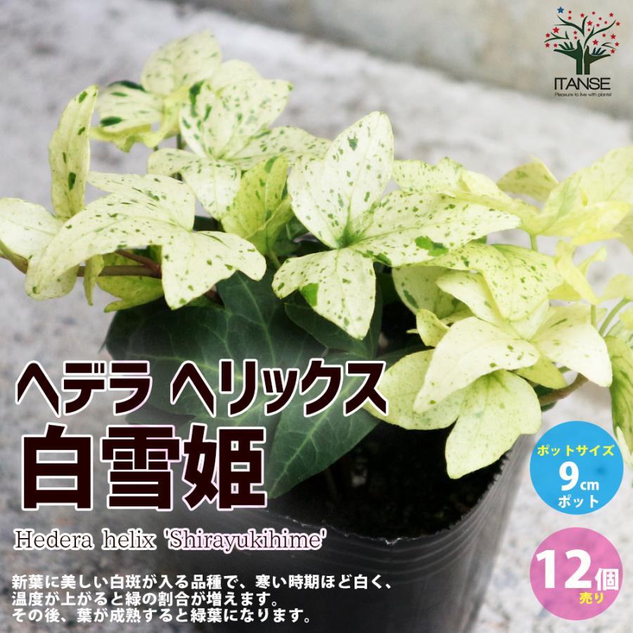 ヘデラ ヘリックス 白雪姫 観葉植物 3号ポット お買い得12個セット 人気 観葉植物 おしゃれ インテリア 観賞 送料無料 Kan005 野菜苗 植物 青果物販売のitanse 通販 Yahoo ショッピング