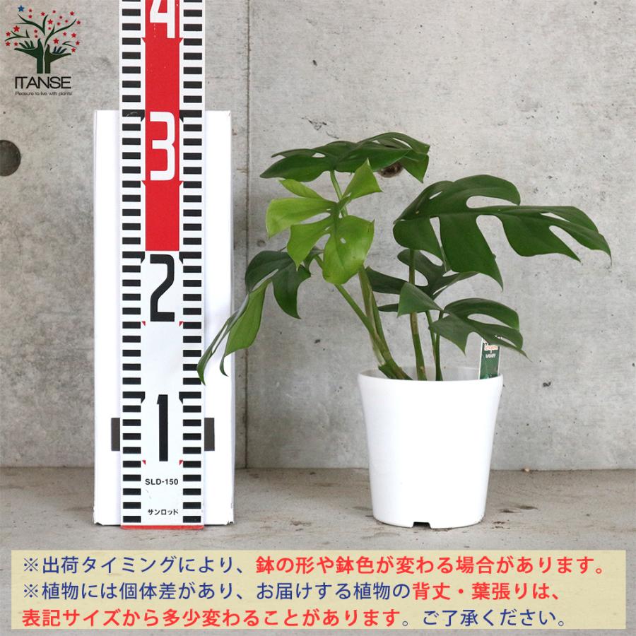 人気カラーの ヒメモンステラ 姫モンステラ 観葉植物 リビングやオフィスに置きやすい4号サイズ 1個売り インテリア 観賞 送料無料 Wantannas Go Id