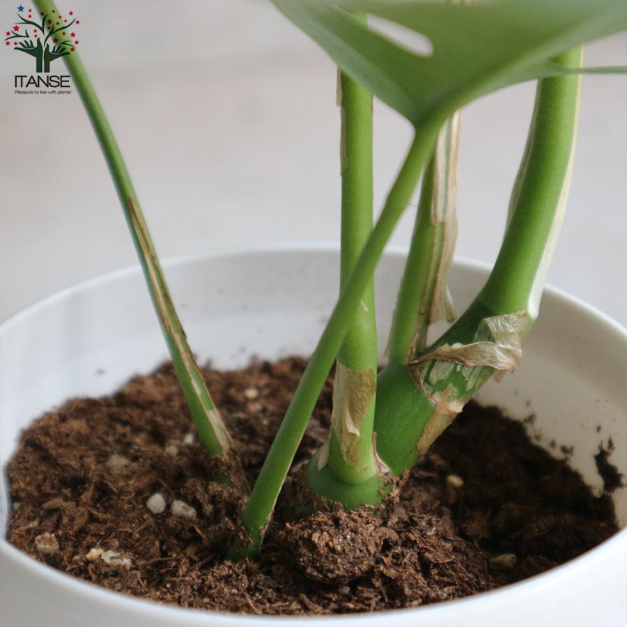 最新情報 ヒメモンステラ 姫モンステラ 観葉植物 リビングやオフィスに置きやすい4号サイズ 1個売り インテリア 観賞 送料無料 Wantannas Go Id